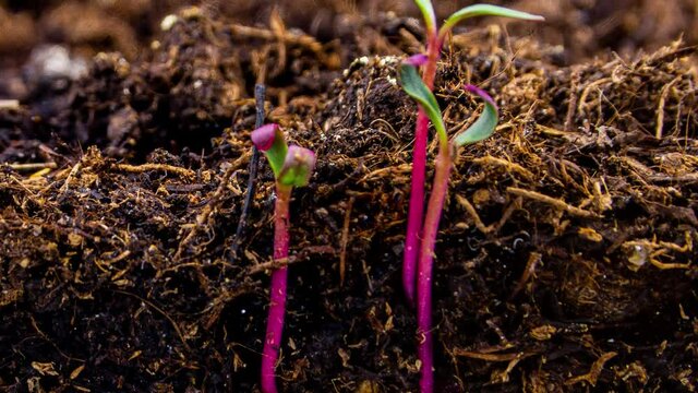 Timelapse footage of a beet seed growing from the earth in macro. Closeup view of plant life cycle. There are sprouting roots under ground and young green leaves over it. Concept of the fertile soil