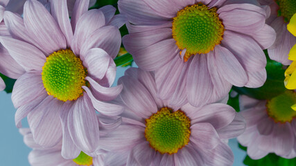 Chrysanthemum of light lilac color close-up. Floral background. Postcard