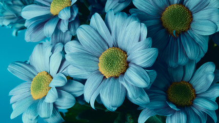 Chrysanthemums of blue color, close-up. View from above. Ode to spring. The arrival of spring. Floral background. Flowers for a beloved woman (mother, sister, loved one)