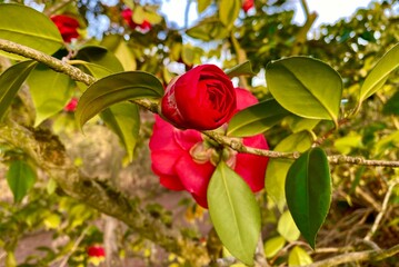red rose in the garden