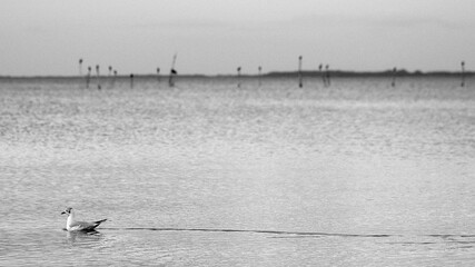 Möwe im Sonnenuntergang