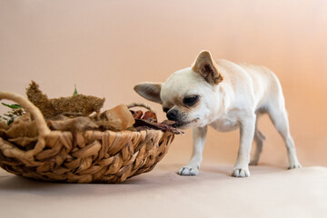 chihuahua puppy sitting in basket