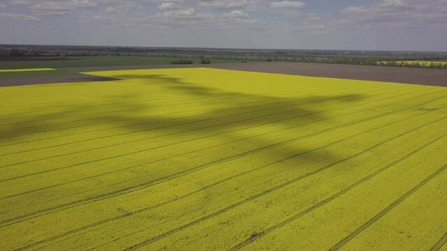 Colorful yellow spring crop of canola, rapeseed or rape viewed from above showing parallel tracks through the field. Aerial shot