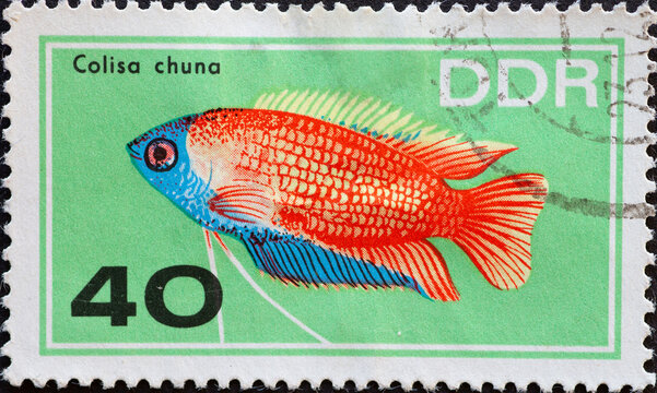 GERMANY, DDR - CIRCA 1966  : a postage stamp from Germany, GDR showing an ornamental fish: honey gourami, colisa chuna