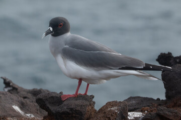 Swallow tailed Gull