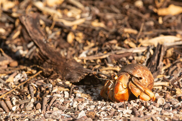 Galapagos Hermit Crab