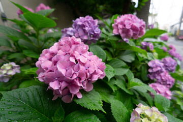 pink hydrangea flowers