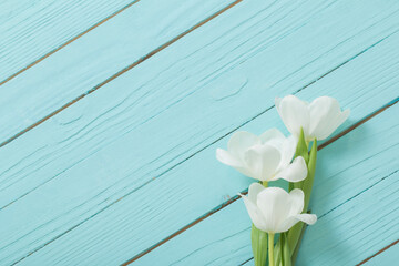 white  tulips on blue wooden background
