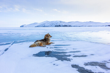 dog lies on ice of Lake Baikal