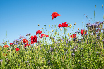 flower field with red poppies and phacelia plants, blue sky