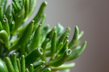 Crassula Ovata Jade Plant against a plain background; unique succulent house plant
