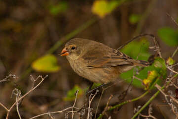 Small Tree finch (Camarhynchus parvulus) at Santa Cruz Island