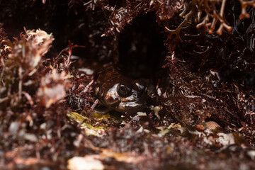 Four-eyed blenny at intertidal  zone