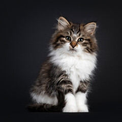 Cute black tabby with white Siberian cat kitten, sitting side ways. Looking towards camera. Isolated on black backgrond.