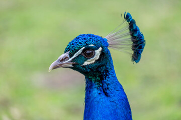Naklejka premium Blauer Pfau (Pavo cristatus)