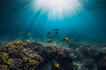Underwater wildlife with corals, fish and sun rays in tropical ocean