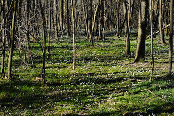 spring in the forest