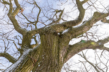 tree in the park