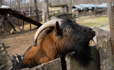 goat black with brown fur, agriculture livestock breeding, farming