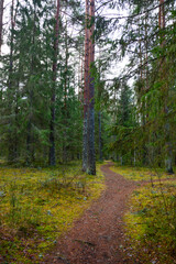 Wanderwerg im Wald in Estland