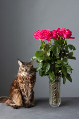 Maine Coon cat and bouquet roses