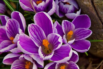 Blühende Krokusse im Garten 