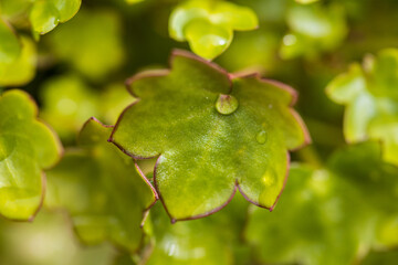 Feuille verte photographiée en macro avec une goûte d'eau