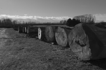 stack of logs