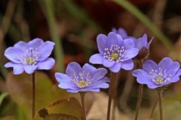 Leberblümchen (Hepatica nobilis).