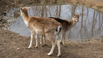 deer agriculture livestock breeding, farming