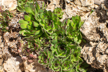 Siempreviva planta hornamental de jardín