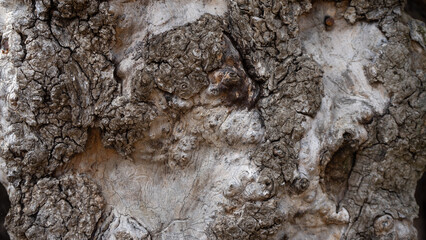 Wood texture, natural