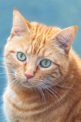 Photographie d'un chat roux en gros plan - mignon