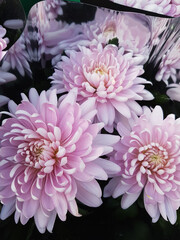 Beautiful chrysanthemum flowers outdoors Chrysanthemums in the garden