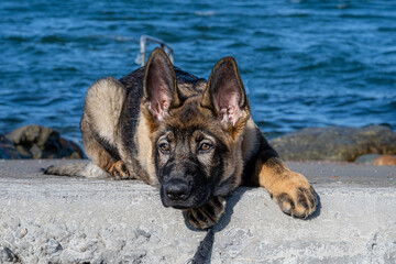 A close-up portrait of a fifteen weeks old German Shepherd puppy. Blue sky and ocean in the background