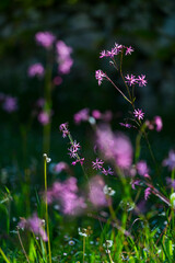 Wildflower meadow, Spring Time, Liendo, Cantabria, Spain, Europe