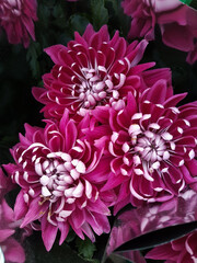 Beautiful chrysanthemum flowers outdoors Chrysanthemums in the garden