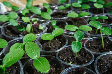 Cucumber seedlings in a greenhouse