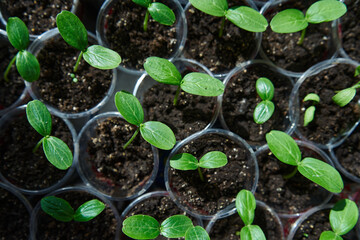 Cucumber seedlings in the greenhouse