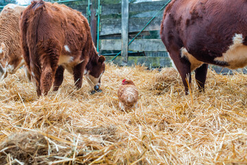 H&uuml;hner bei den K&uuml;hen