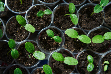 Cucumber seedlings in a greenhouse
