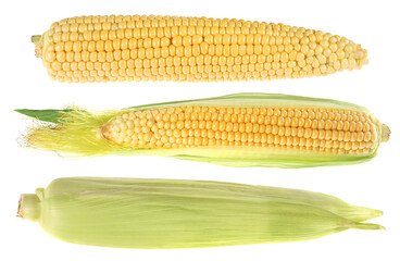 Sweet yellow corn cob collection