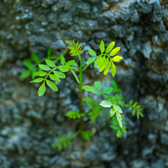Fraxinus excelsior — known as the ash, or European ash or common ash, Herrería Forest, San Lorenzo de El Escorial, Madrid, Spain, Europe