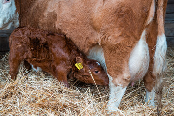 Kalb trinkt Milch bei der Mutter