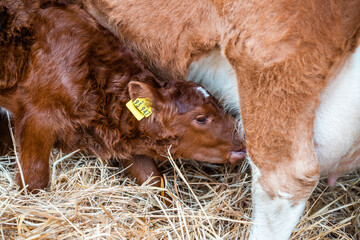 Kalb trinkt Milch bei der Mutter