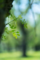 Fototapeta premium Fraxinus excelsior — known as the ash, or European ash or common ash, Herrería Forest, San Lorenzo de El Escorial, Madrid, Spain, Europe