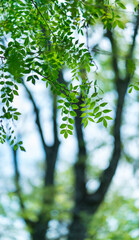 Fraxinus excelsior — known as the ash, or European ash or common ash, Herrería Forest, San Lorenzo de El Escorial, Madrid, Spain, Europe