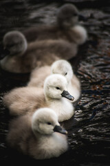 Baby swans, cygnet family in water