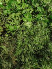 Set of fresh green herbs dill parsley texture background