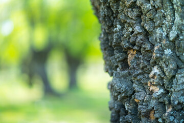 Fraxinus excelsior — known as the ash, or European ash or common ash, Herrería Forest, San...